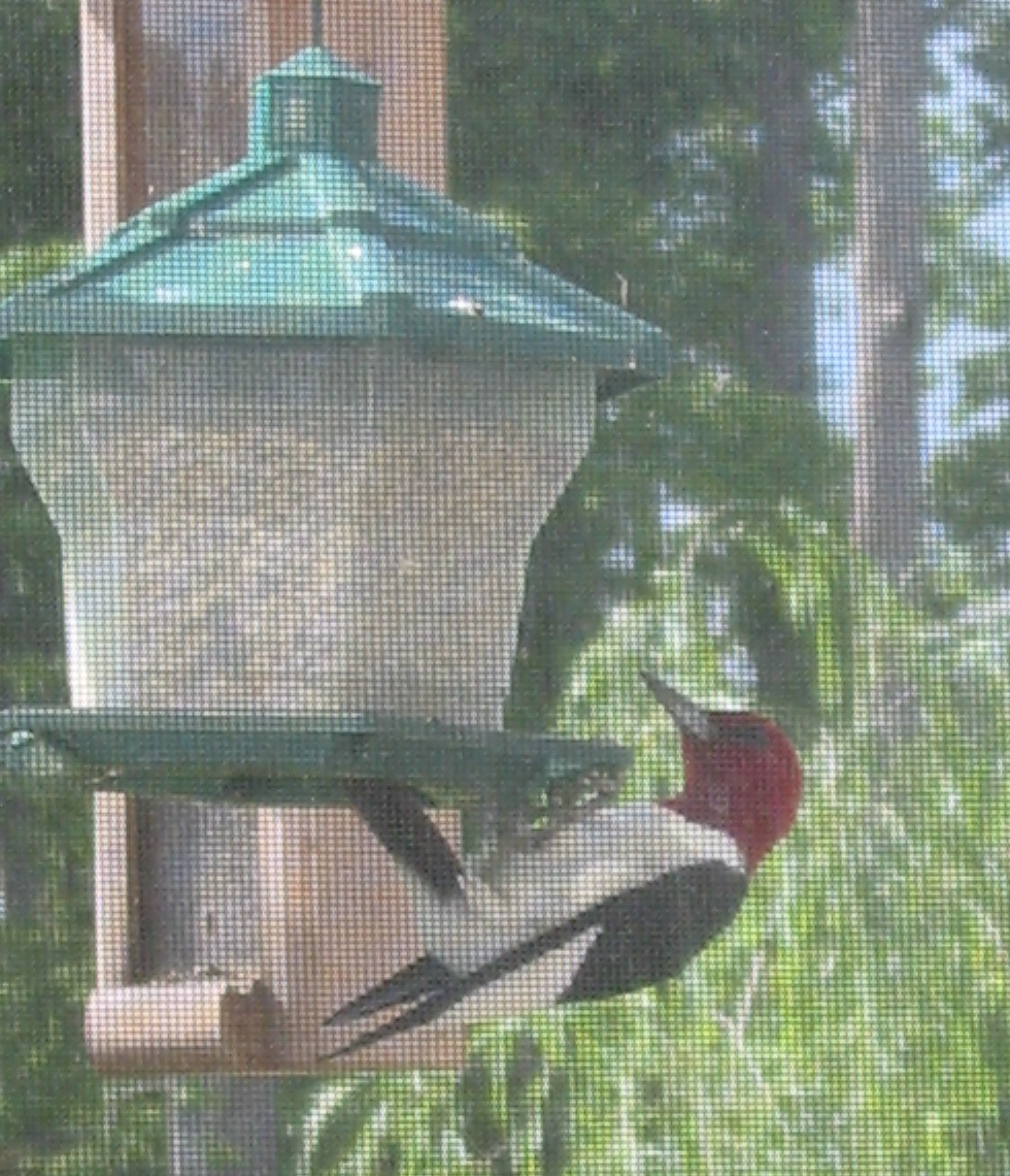 [Redheaded+woodpecker.JPG]