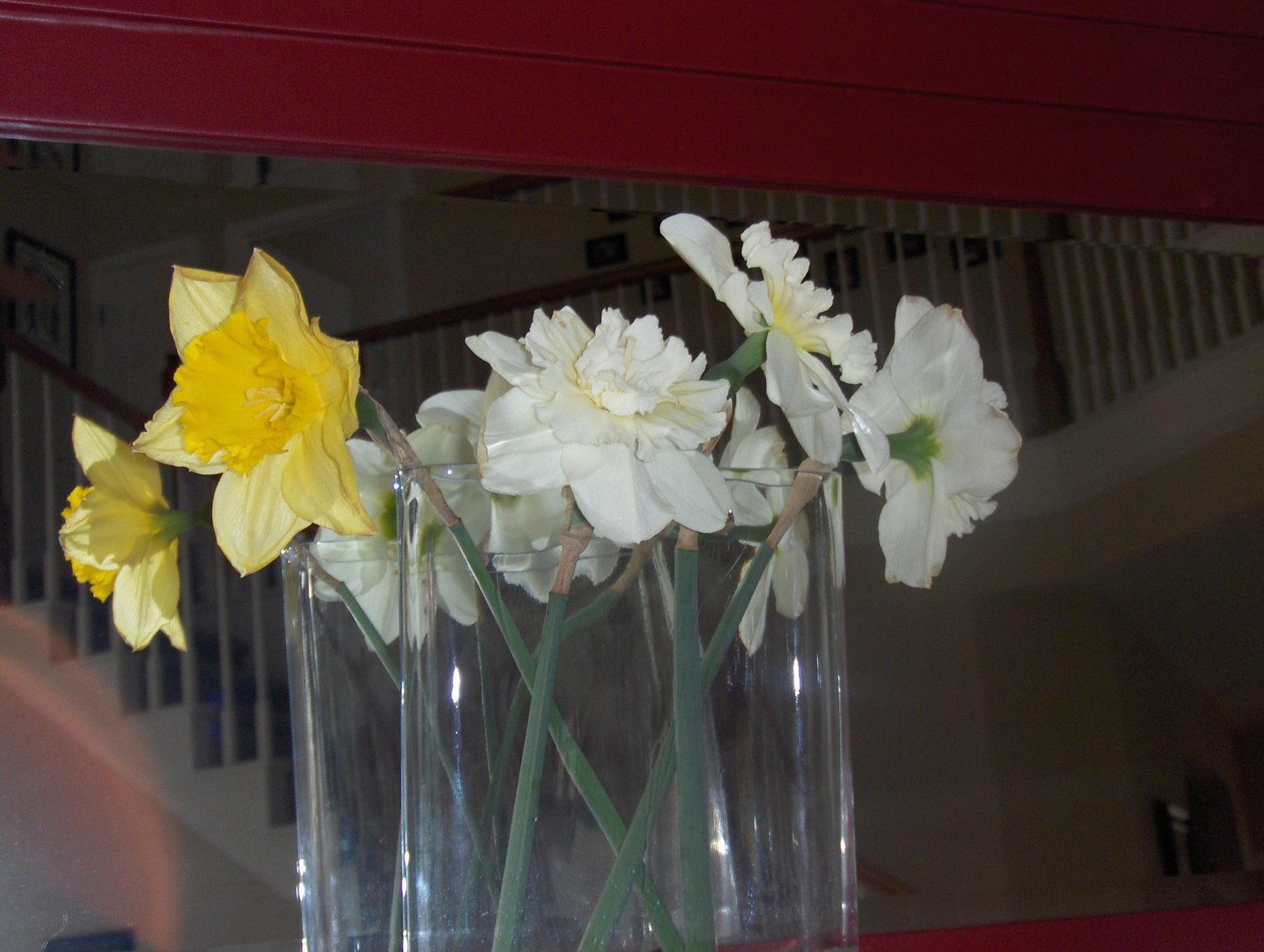 [Daffodils3.JPG]