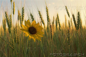 [wheat-field-one_~15379-16LM.jpg]