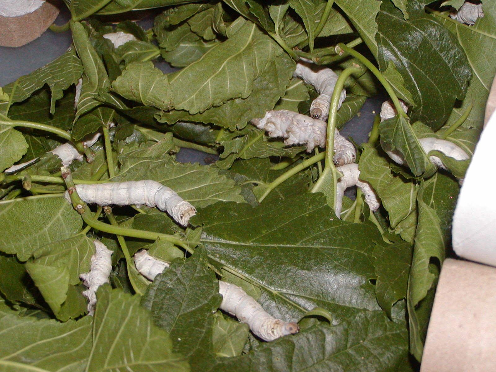 [silk+worms+and+bags+006.jpg]