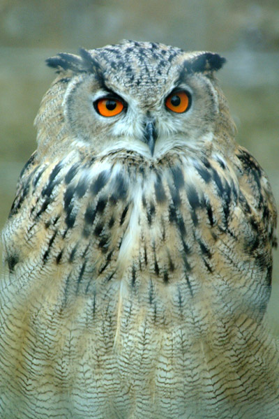 [owl2.jpg]