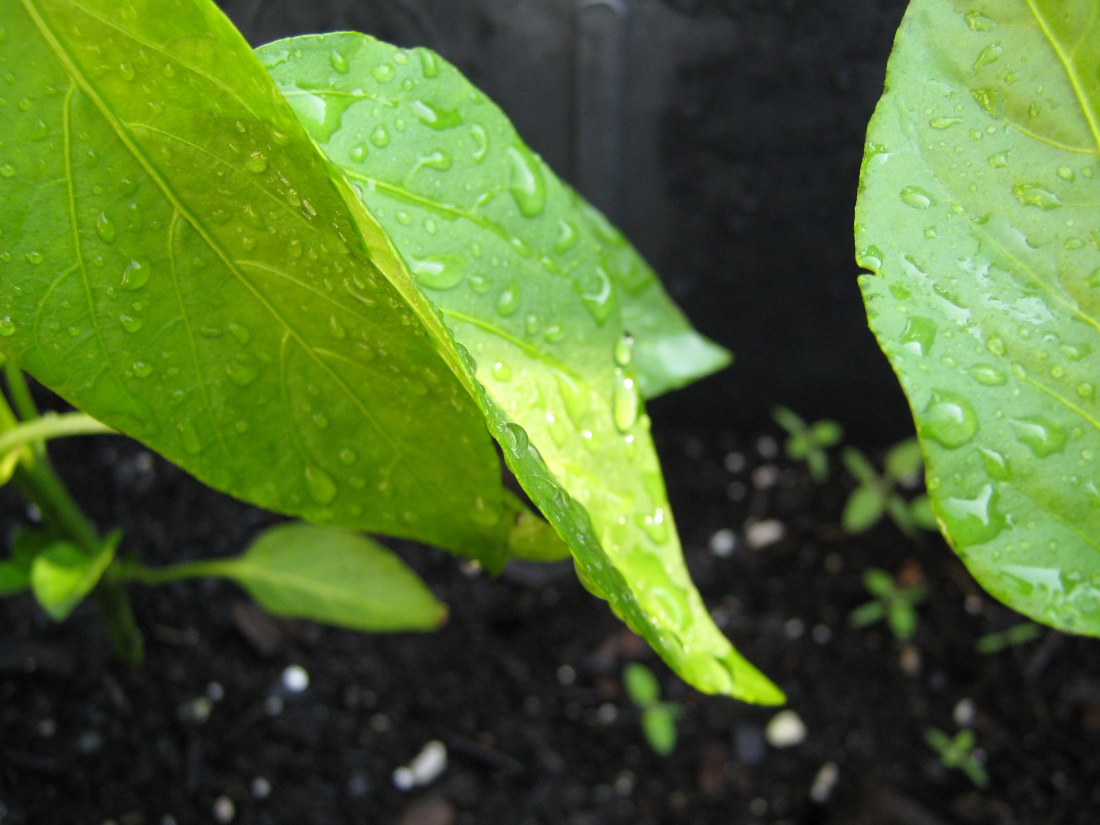 [Dew.pepper.plant.closeup.6.17.08.jpg]