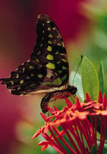 [butterfly-flower.jpg]