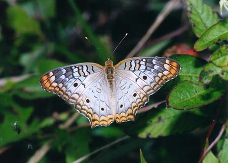 [White+Peacock+Butterfly01.jpg]