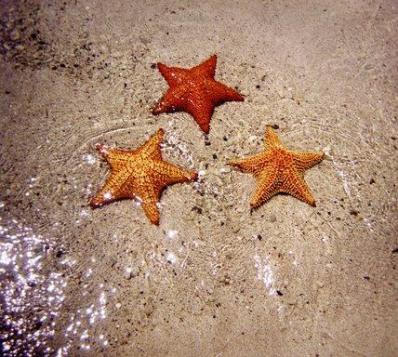 [starfish3.jpg]
