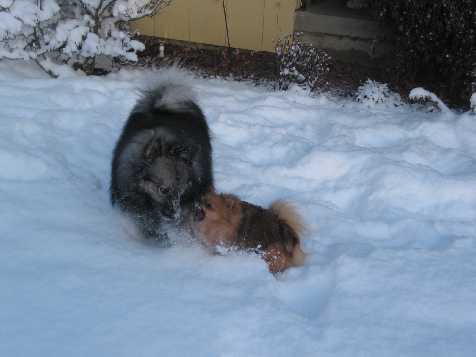 [sadie+and+peaches+in+snow.JPG]