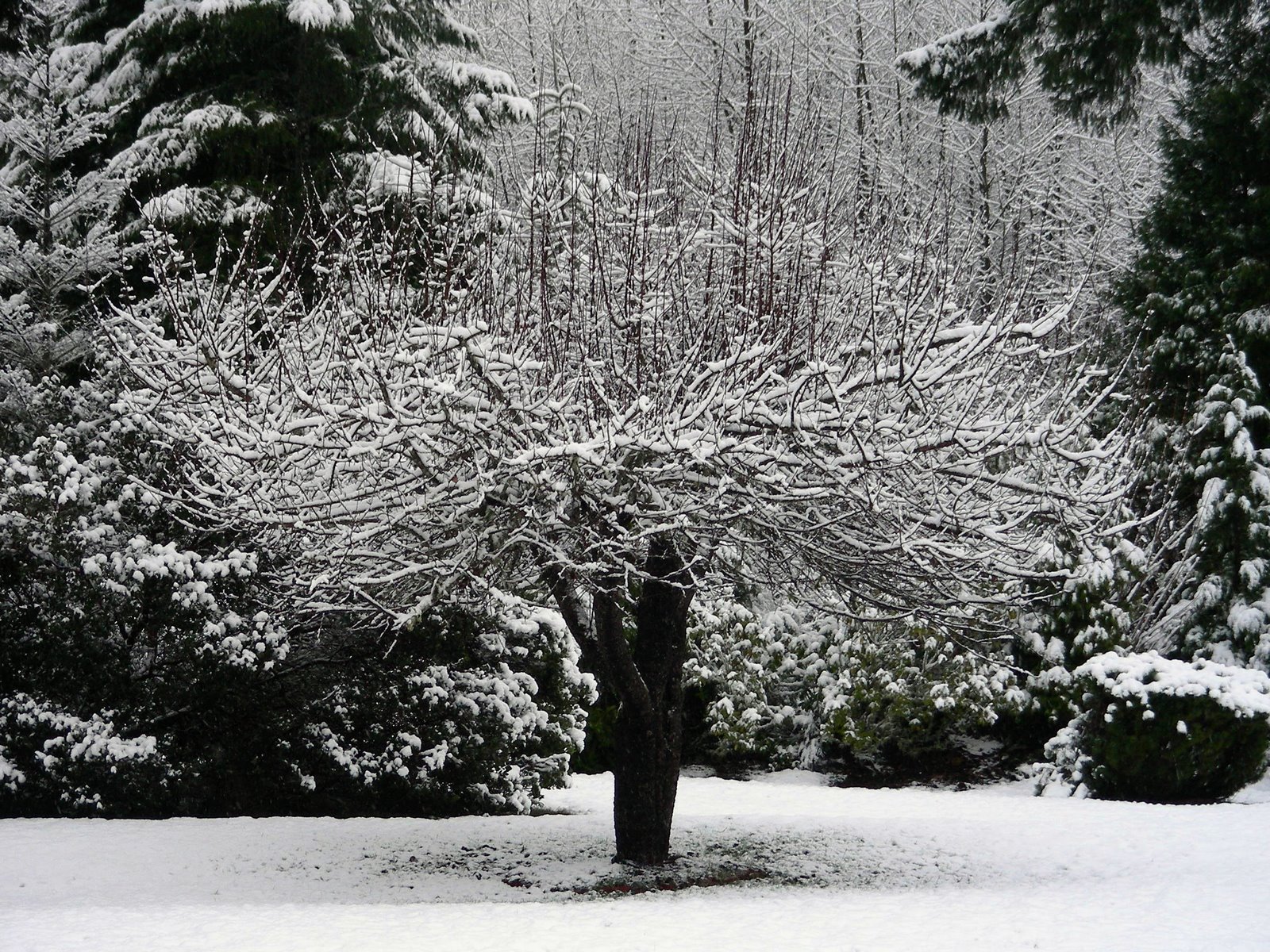 [Snowy+Tree.JPG]