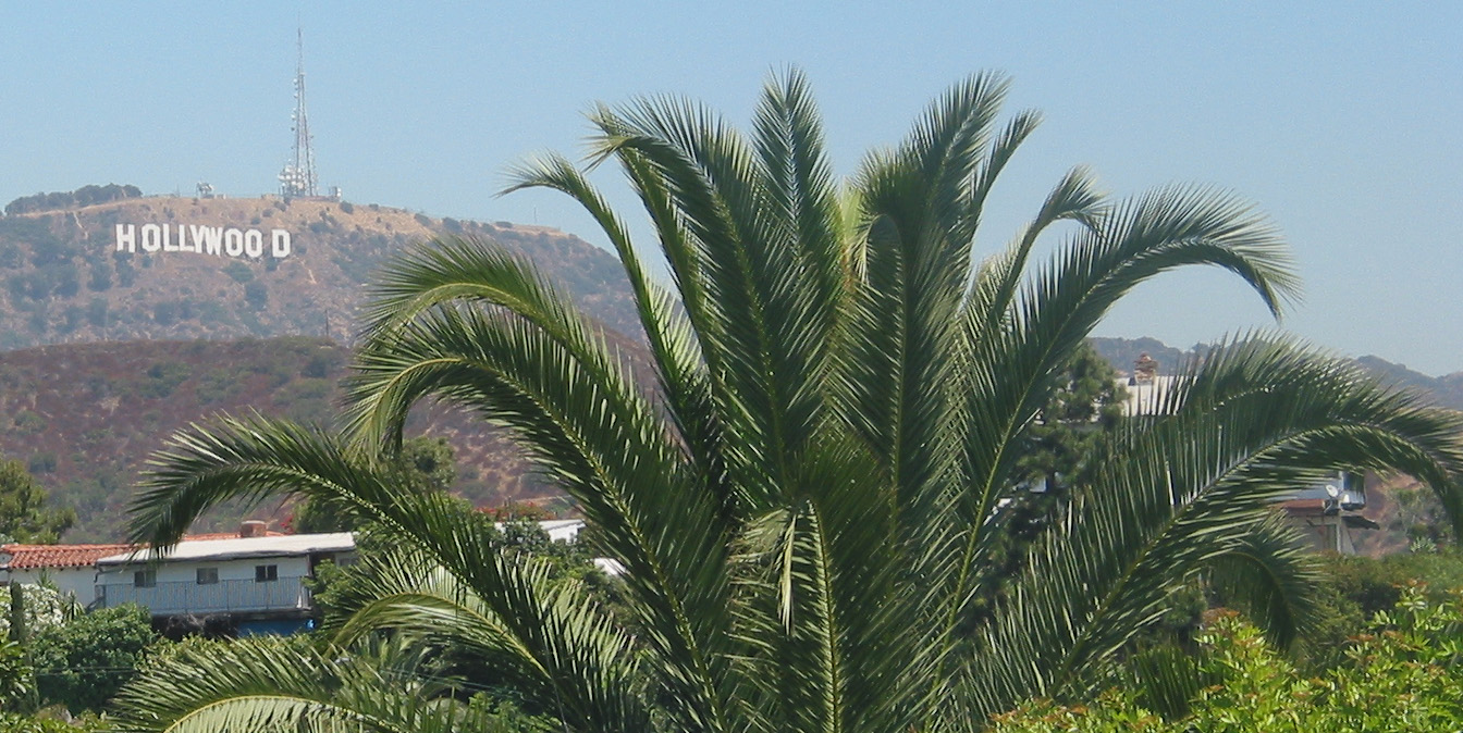 [Hollywood+Palm+Tree.jpg]