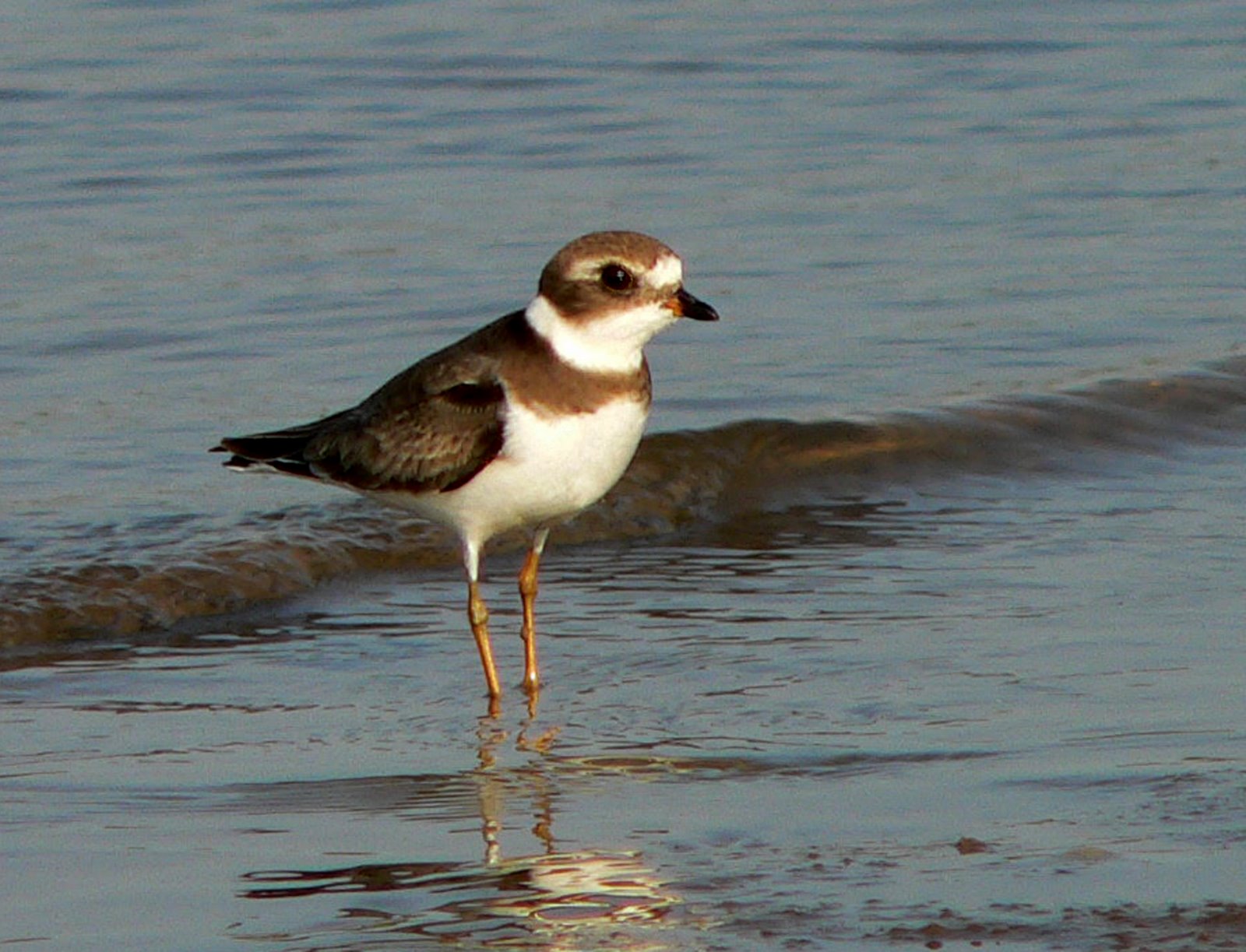 [Plover-Semipalmated++20071108+007a.jpg]
