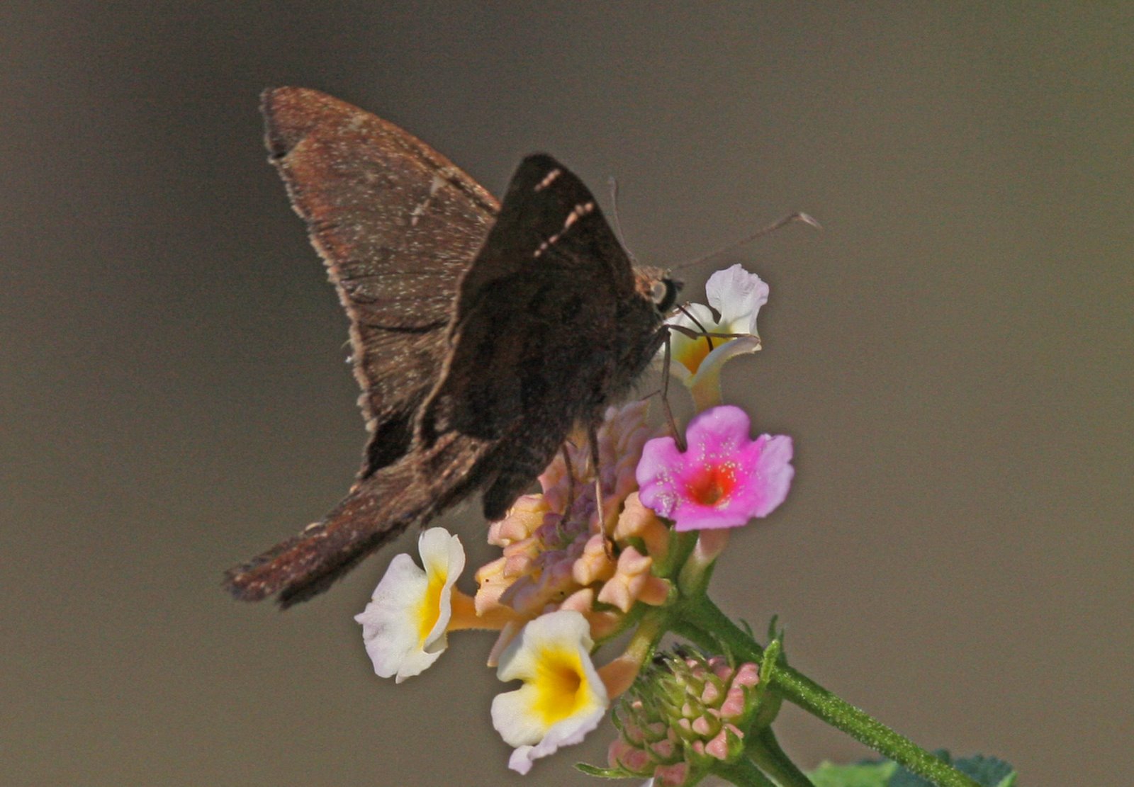 [Butterfly-Brown+Longtail+IMG_0103.jpg]