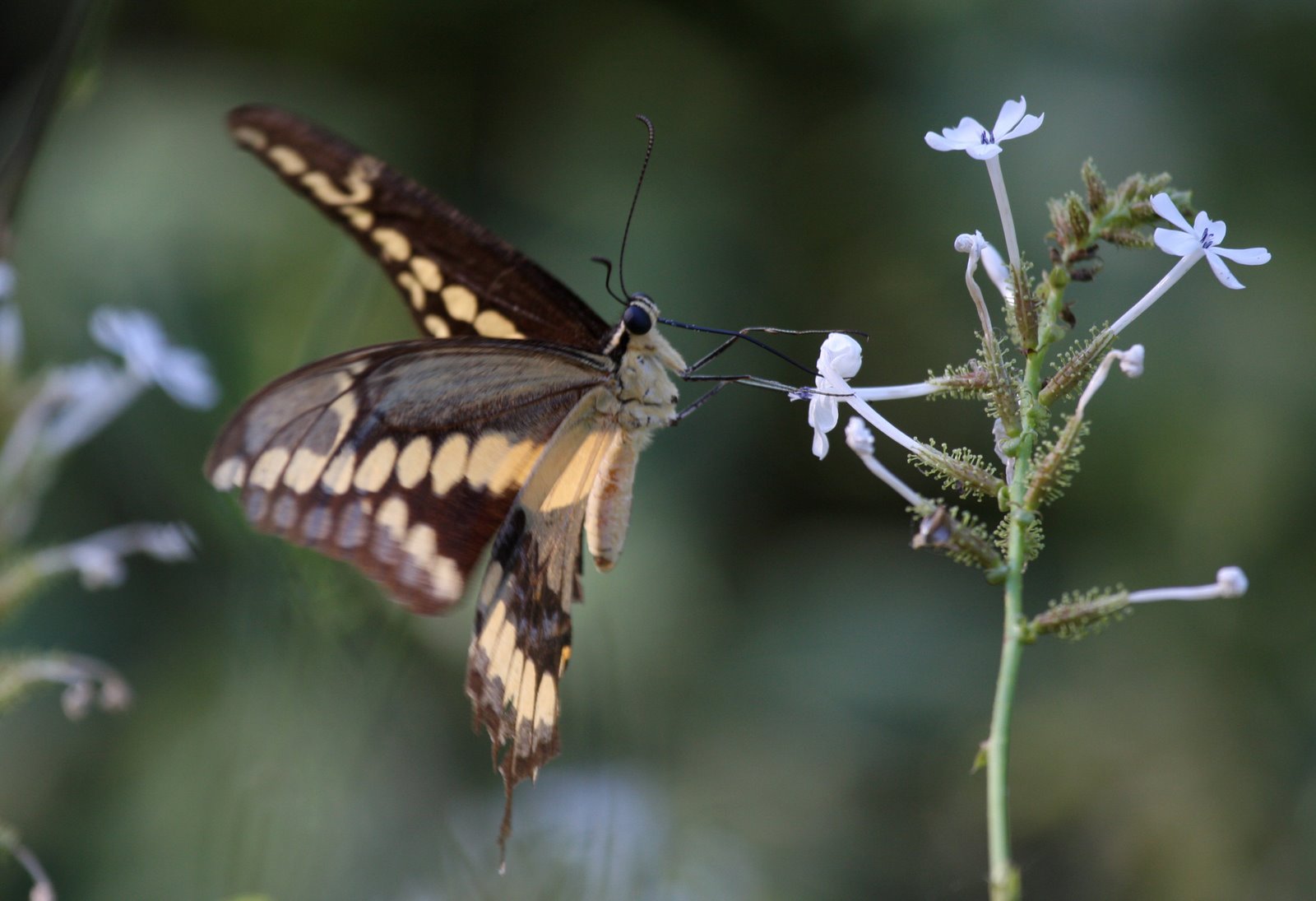 [Butterfly-Giant+Swallowtail+IMG_0026.jpg]
