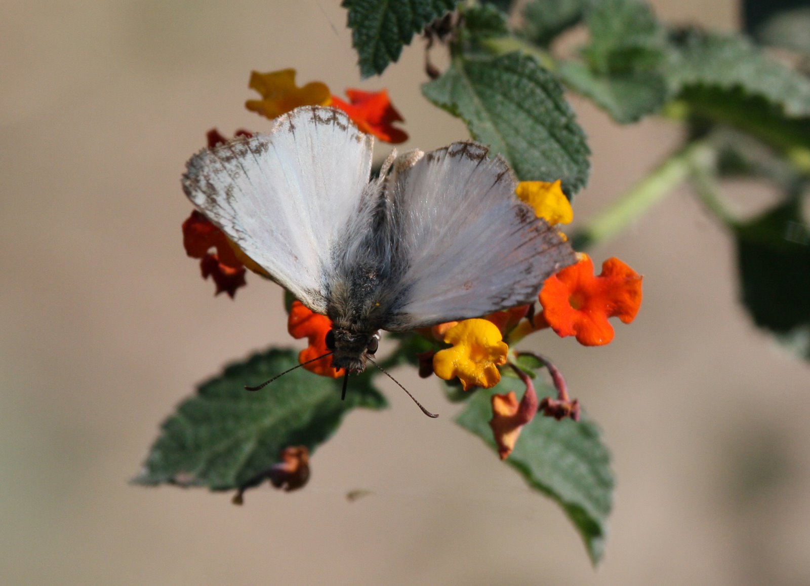 [Butterfly-Laviana++White+IMG_0092.jpg]