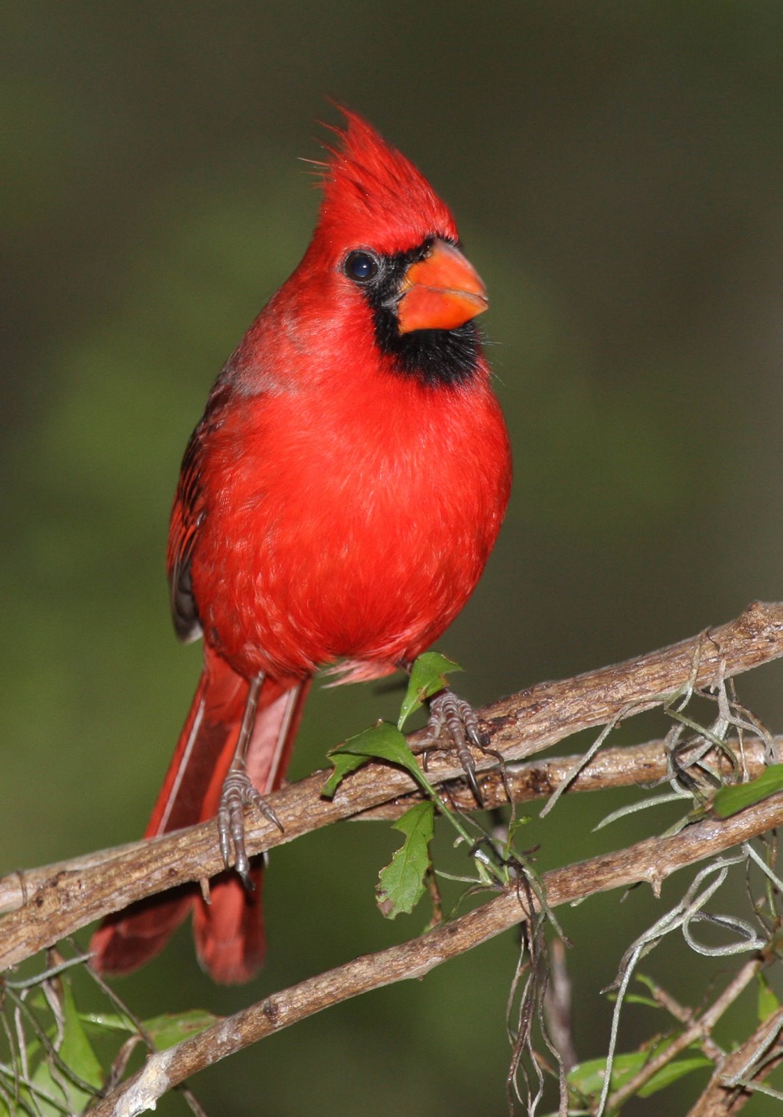 [Cardinal-Northern,+male+IMG_0470.jpg]