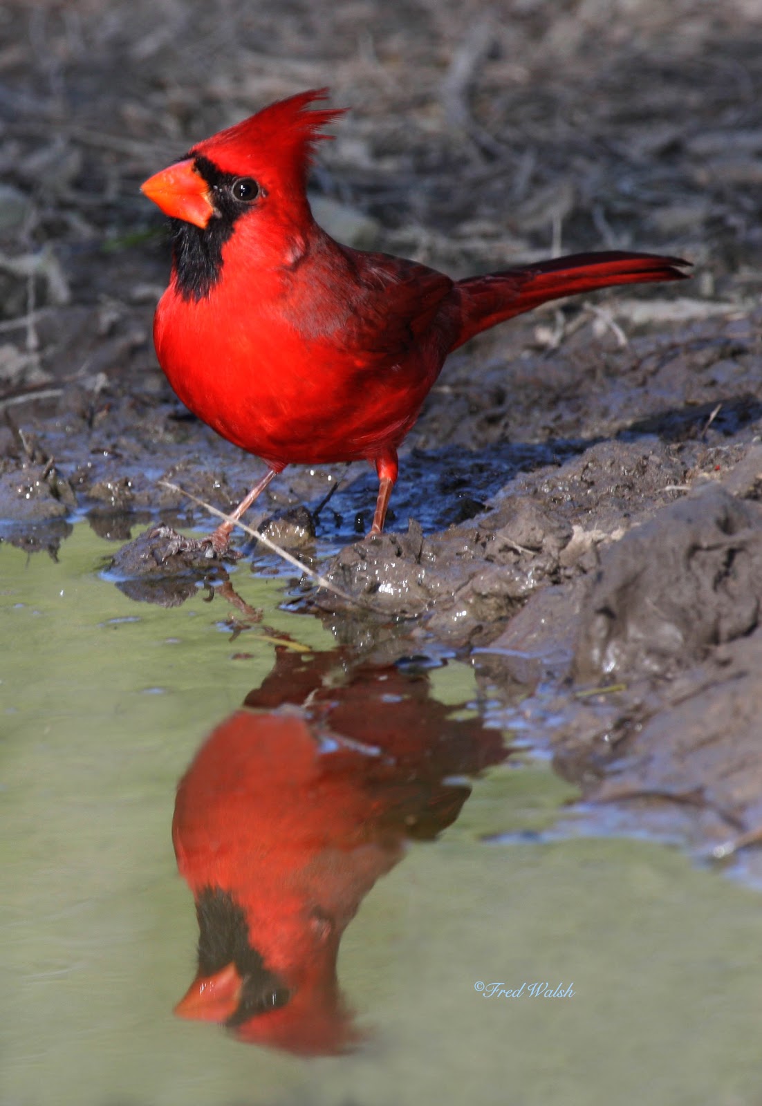[Cardinal-Northern,+male+IMG_0841.jpg]