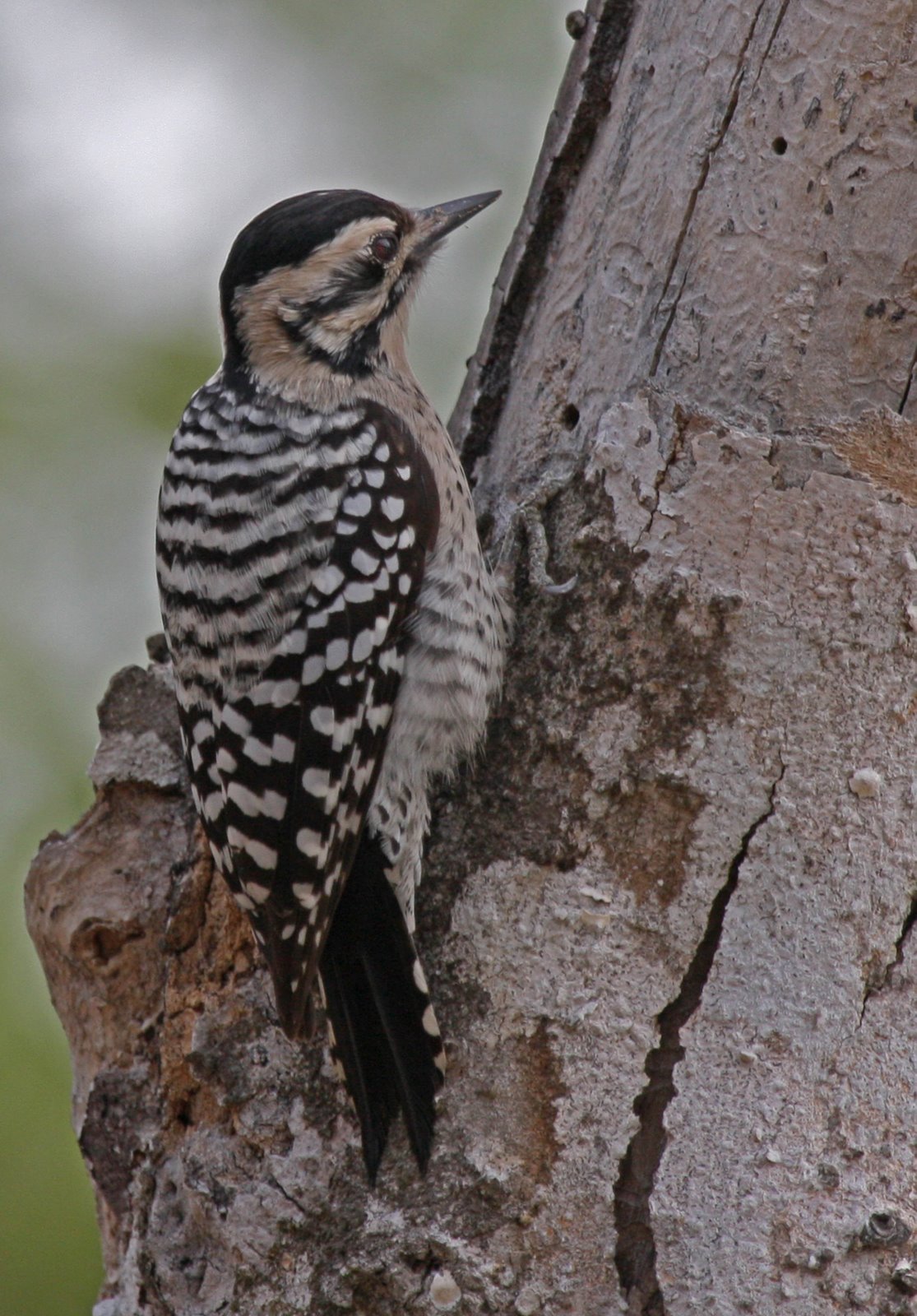 [Woodpecker-Ladder-backed,+female+IMG_0639.jpg]