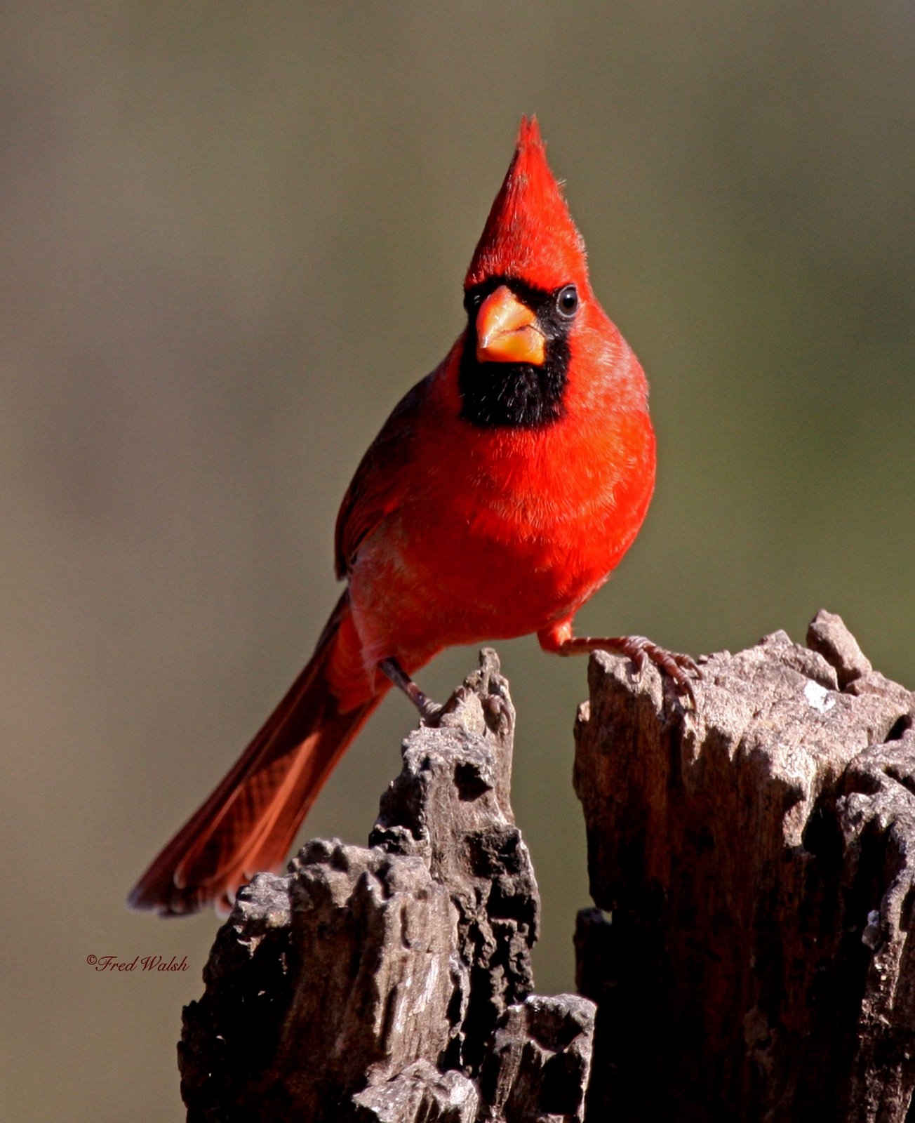 [Cardinal-Northern,+Male+IMG_2506.jpg]