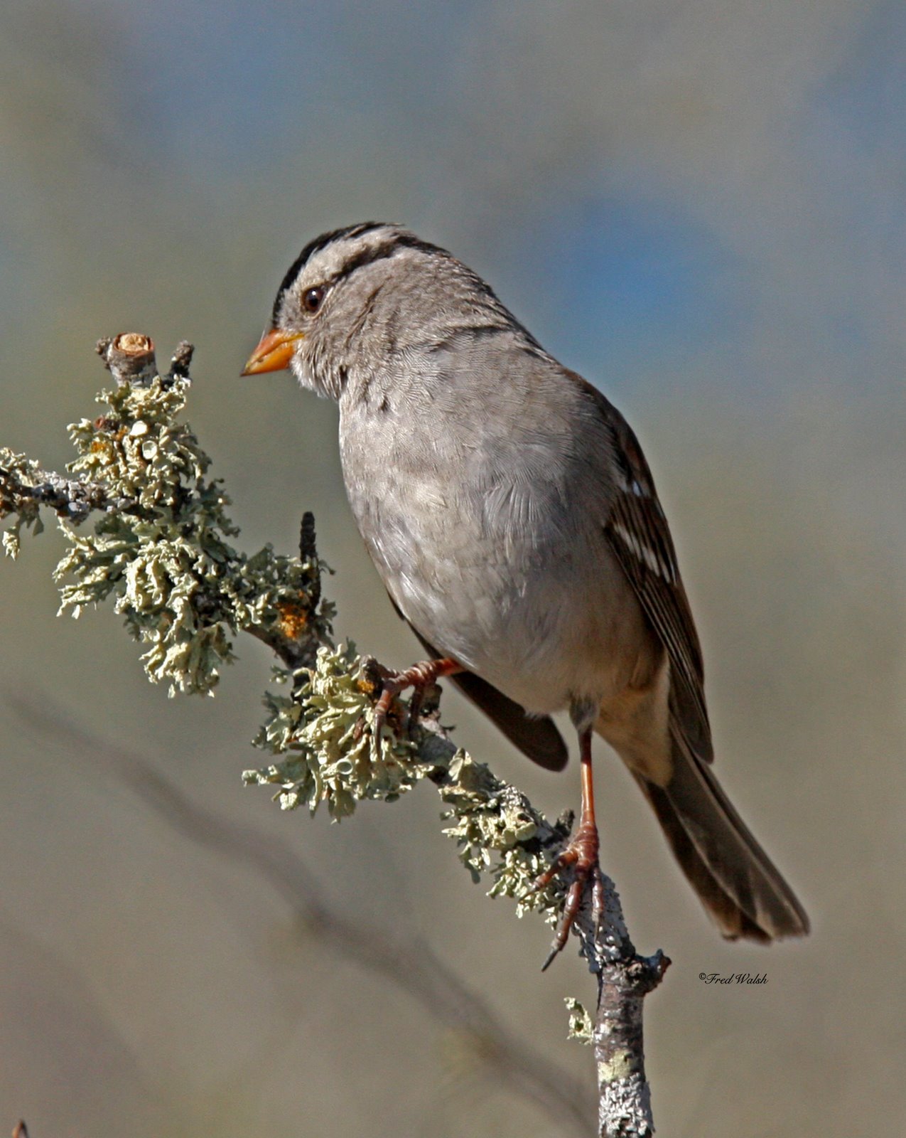 [Sparrow-White+crowned+IMG_4014.jpg]