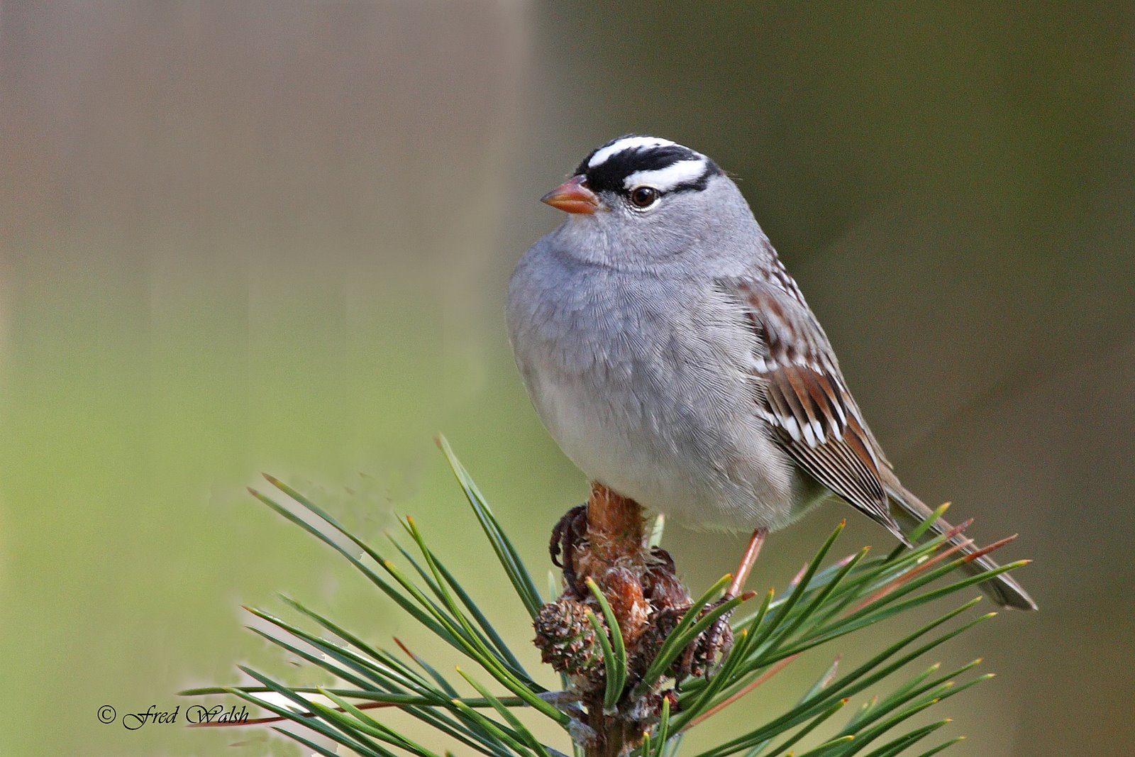 [Sparrow-White+Crowned+IMG_8546.jpg]