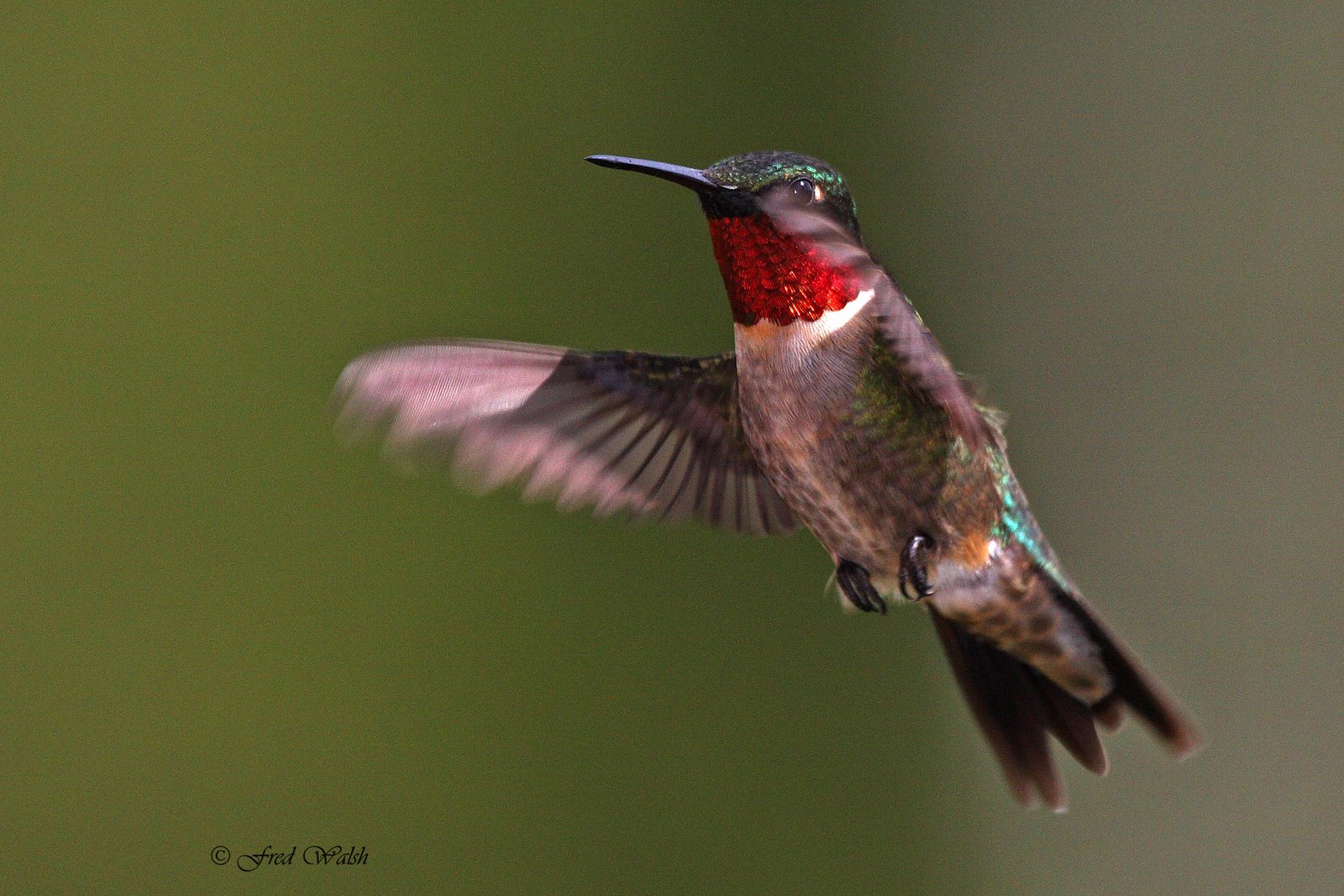 [Hummingbird-Ruby+throated,+male+IMG_8956.jpg]