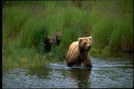 [brown+bear+cub.bmp]