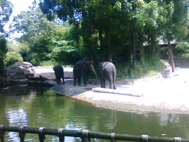 [elephant2.JPG]