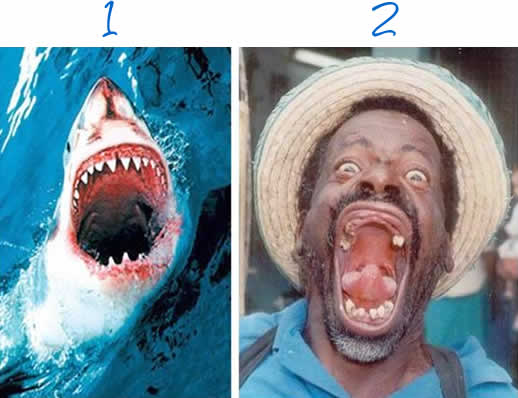 [tiburon-dientes.jpg]
