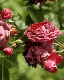 [rosa+gallica+cardinal+de+richelieu.jpg]