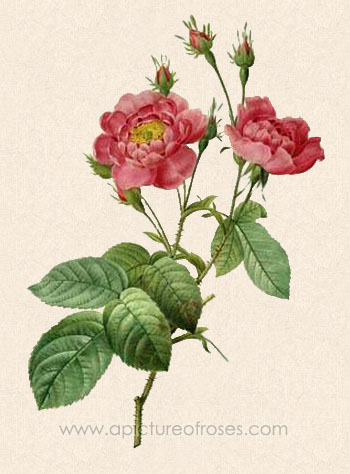 [L-113-centifolia-anemonoides-anemone-rose-pink.jpg]