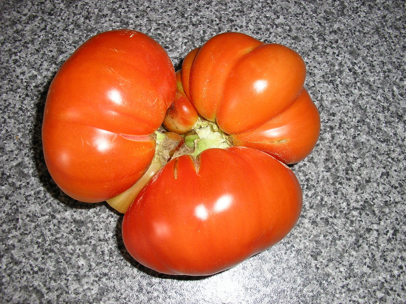 [tomate+001.jpg]