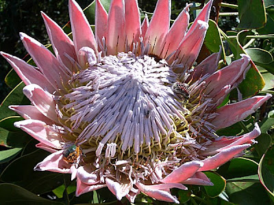 Protea, national flower unique to South Africa