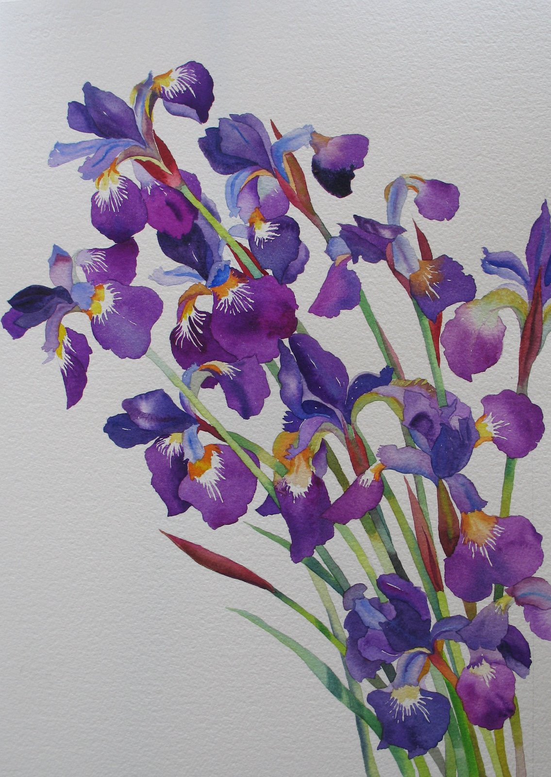 [Siberian+Irises.jpg]