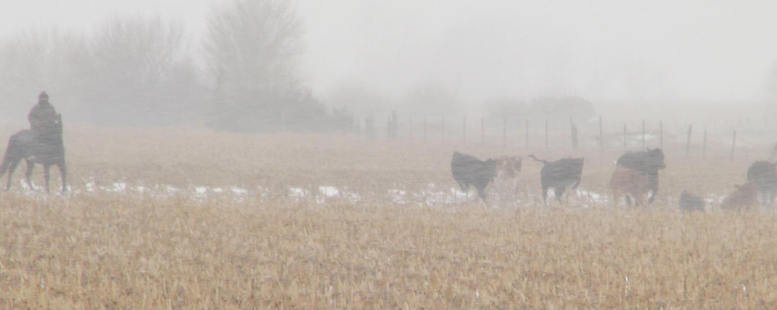 [moving+cattle+in+snow.jpg]