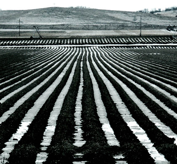 [zebra+farm.jpg]