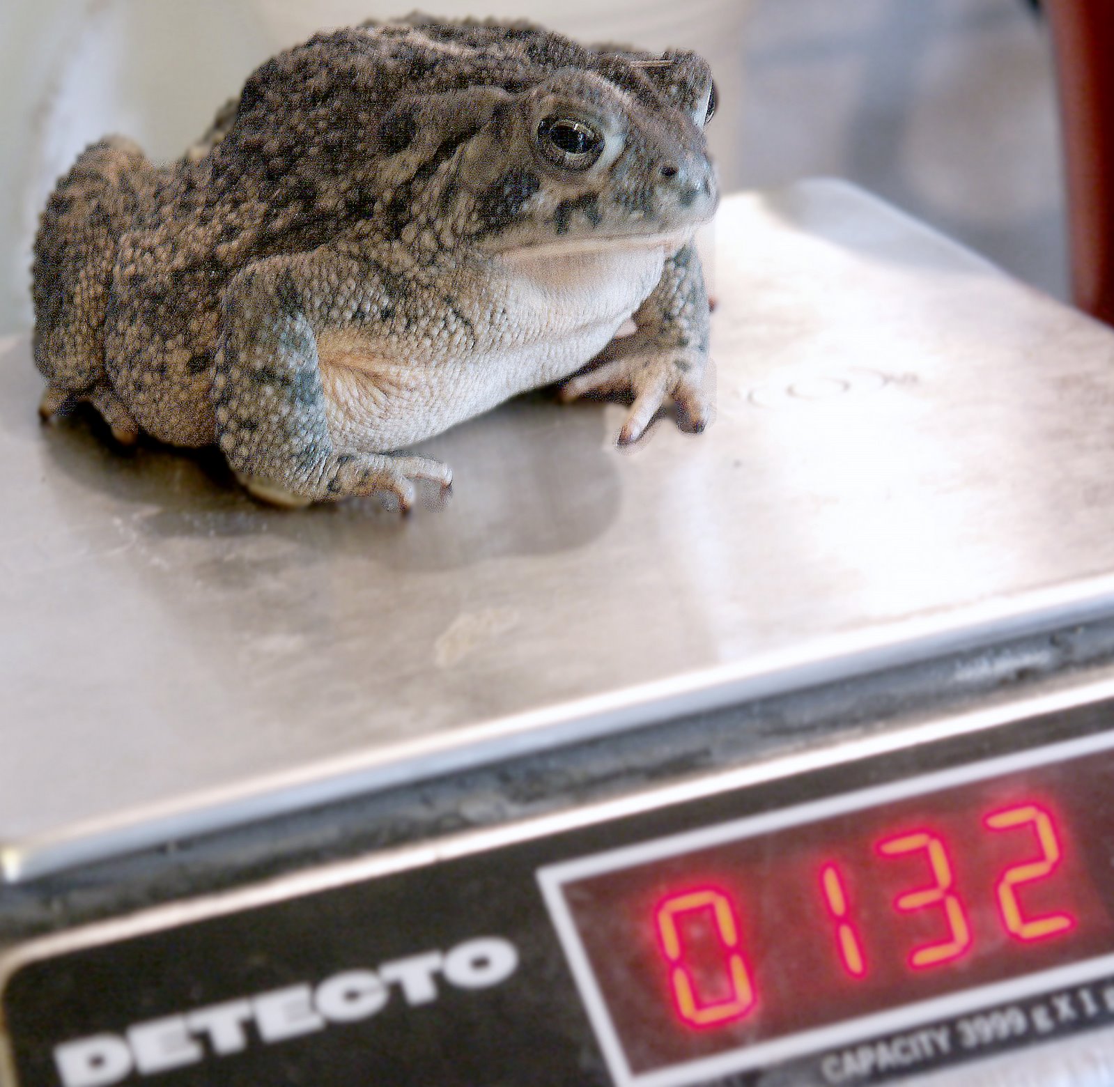 [Toad+on+scale.jpg]