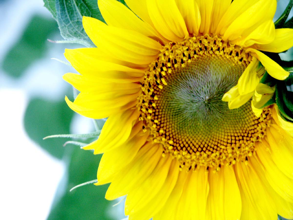 [Merrill's+sunflowers!!!+014+copy.jpg]