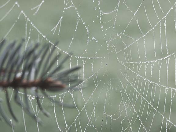 [spider+web+(030)+low+res.jpg]