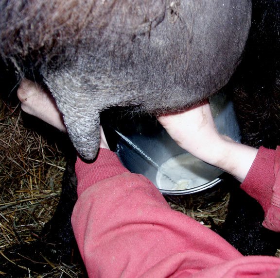 [calf+-+Audrey+milking.jpg]