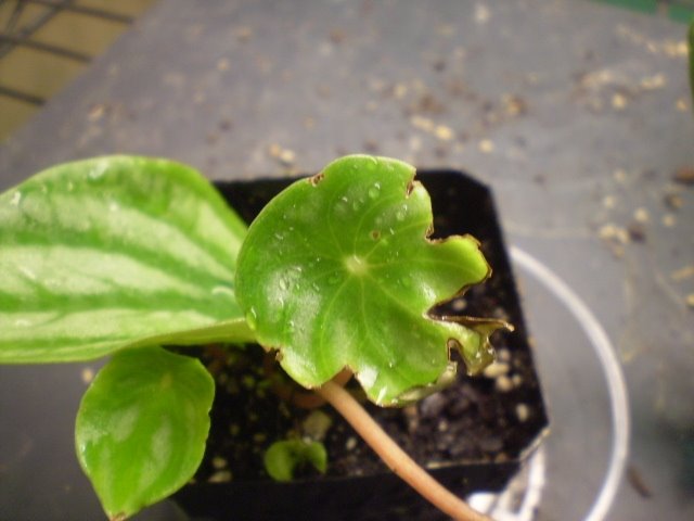 [peperomia+argyreia+leaf+2+(own).jpg]