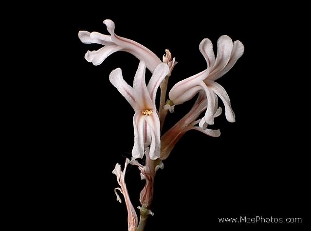 [haworthia+cymbiformis+flower+(MzePhotos).jpg]