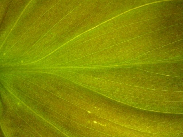 [philodendron+hederaceum+micans+transmitted+light+(own).jpg]