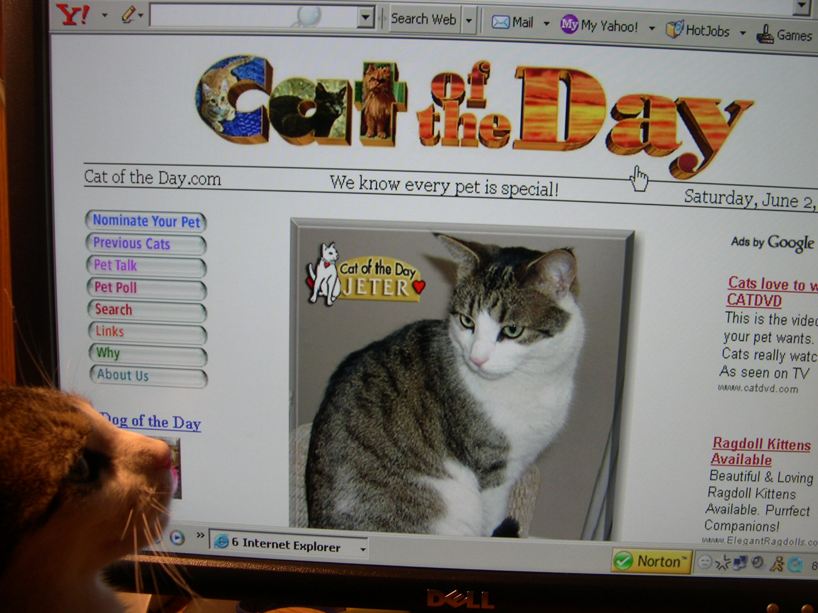 [cat+of+the+day+003.jpg]
