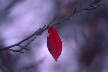[leaf.bmp]