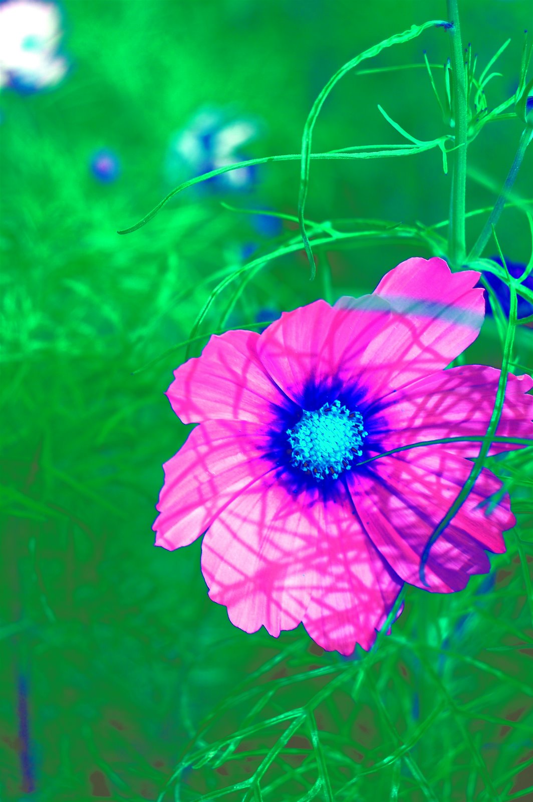 [pinkflower.JPG]