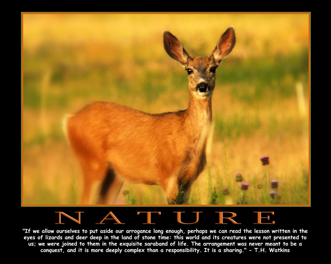 [Nature+Deer+4x5.jpg]