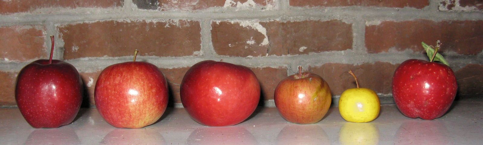 [Row+of+Apples.gif]