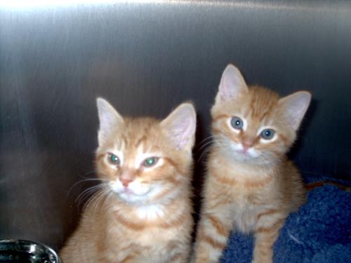 [Kittens2007.jpg]