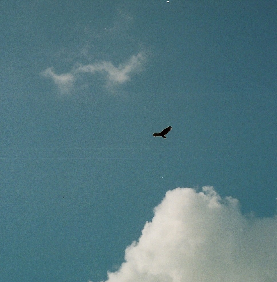 [flying+birds.jpg]