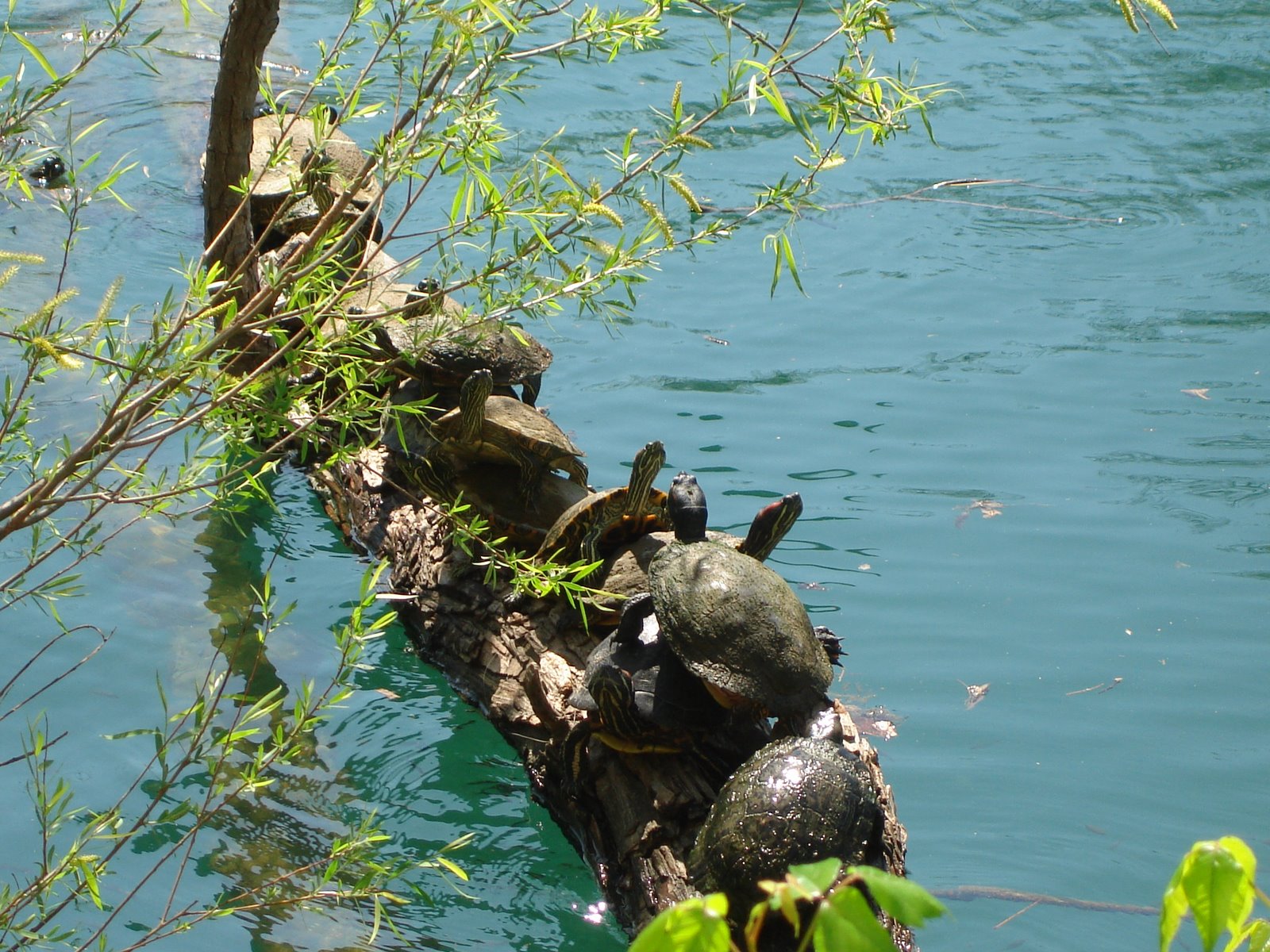 [turtles.JPG]