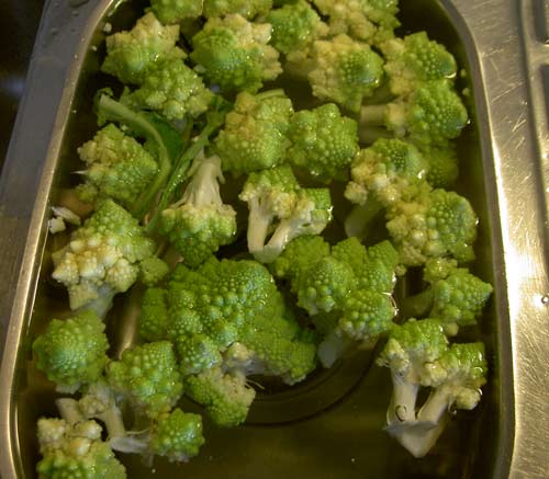 [broccoli1.jpg]