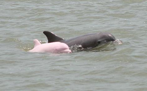 [pink+dolphin.bmp]